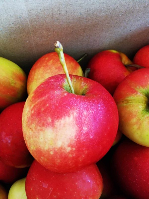 pomme galybio
